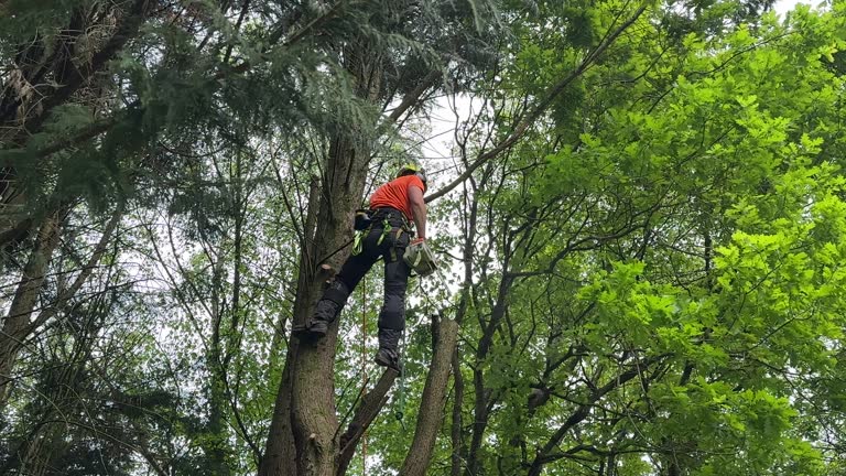 Best Tree Removal  in Trophy Clu, TX